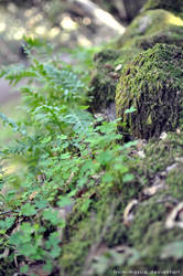 Moss 1