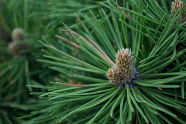 Pine I