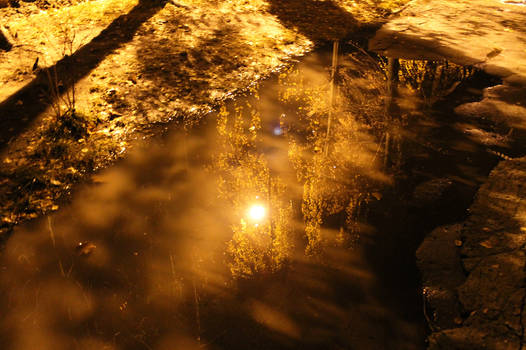 autumn puddle