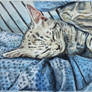Cat the Kitten