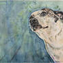 Roxy