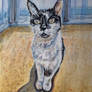 My Elderly Cat, Jess