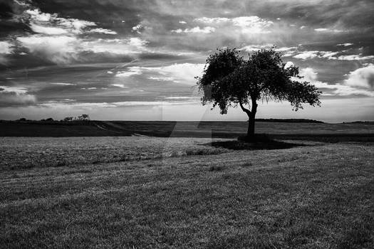 lonesome tree