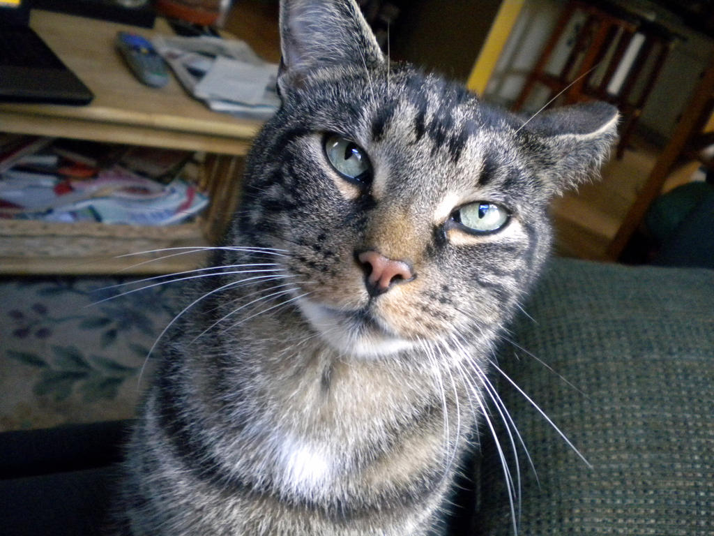 .:Simpie:. -Stare- by ShinyScales on DeviantArt