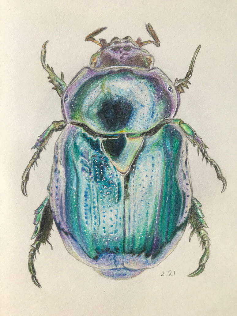 Tonal Bug Realistic Beetle Colored Pencil Drawing by lune-artsy on DeviantArt