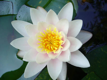 Water Lily 2