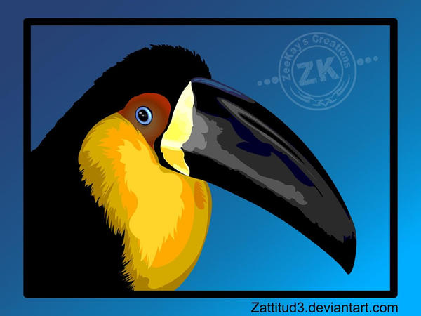 Ramphastos tucanus