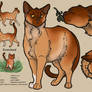 CLANGEN - WINDCLAN - DUSTCLOUD