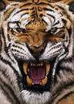 Hear me ROARR!! by YourCottonmouth