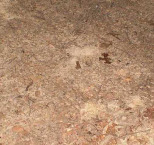 Find the toad - 1 by steward