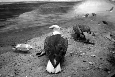 American Bald Eagle