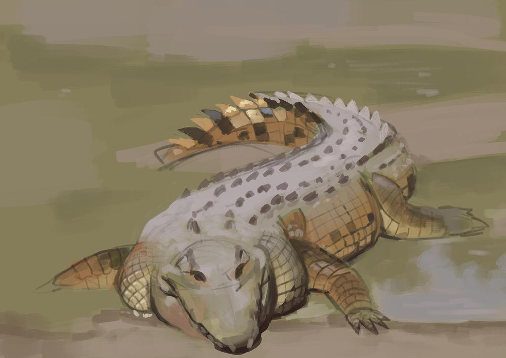 Croc study sketch by Direbrow on DeviantArt