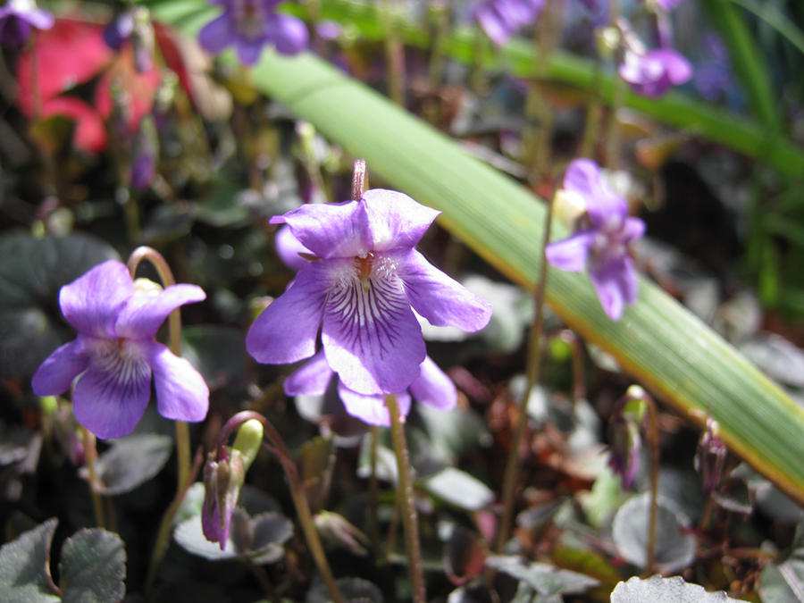 One Delicate Flower Delicate Flower 2 by OracleX7 on DeviantArt