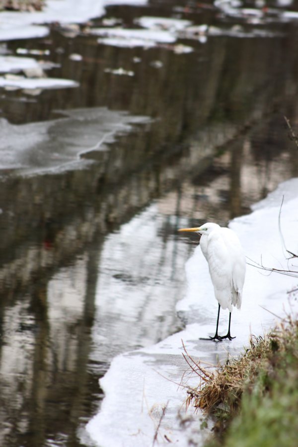 White heron