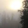 Quileute Needles National Forrest