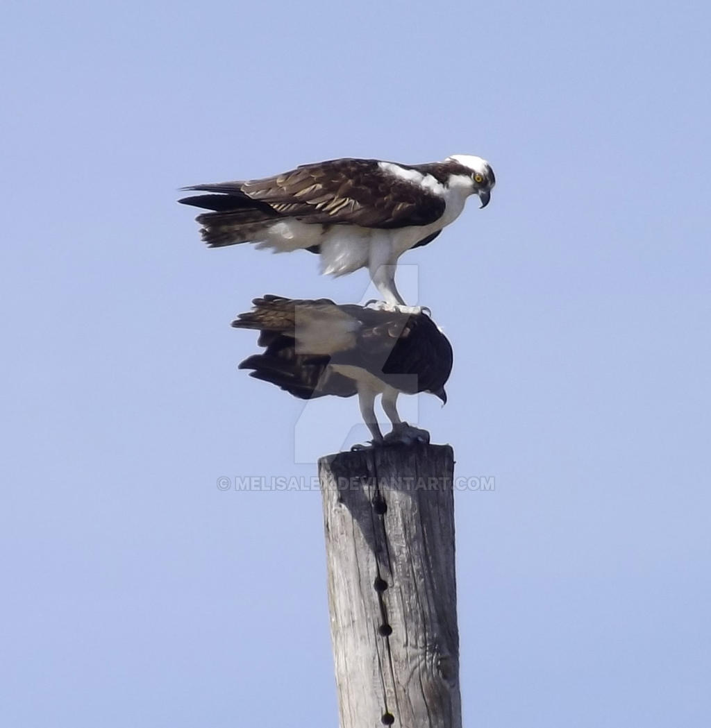 Osprey totem pole by melisalex on DeviantArt