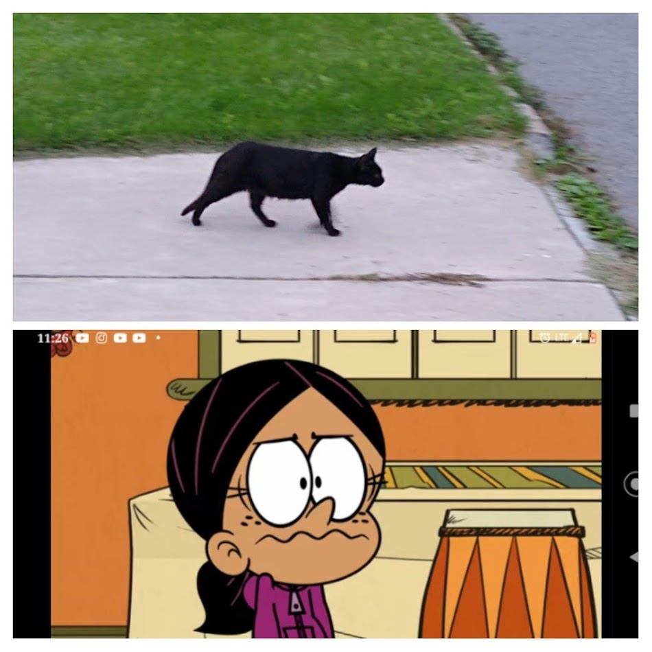 Scared Anne Ronnie Anne Scared of Black Cat by shinyanimals on DeviantArt