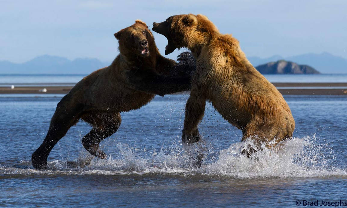 Медведь силен и. Медведь Гризли. Сильный медведь. Кадьяк (медведь). Медведь бежит.