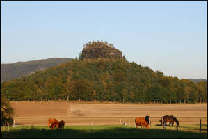 Zirkelstein with cows and horses