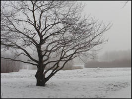 Baum in Schnee und Nebel