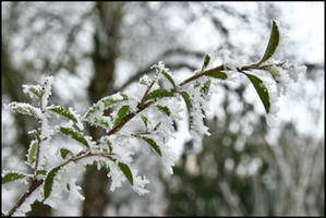 frozen leaves 2017