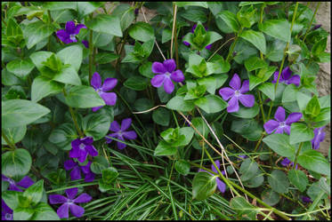 violet nest of Evergreen