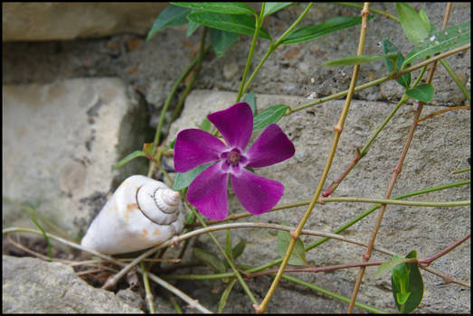 Evergreen and snail shell