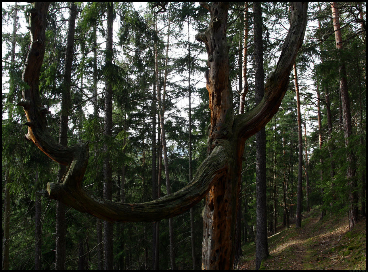 fork shaped tree 01 by Adarion on DeviantArt