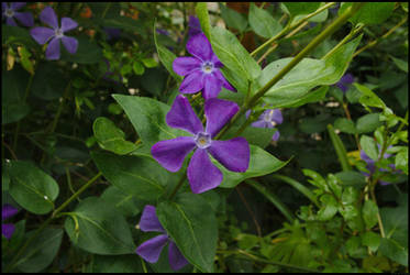 Violet Vinca 01