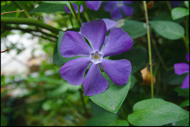 Violet Vinca 02 close-up