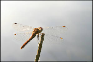 Dragonfly 2008-4