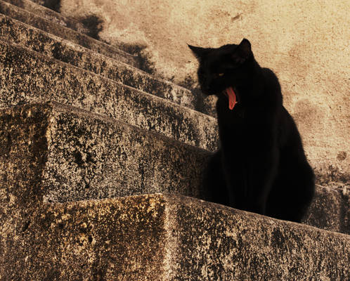 Contes du chat noir