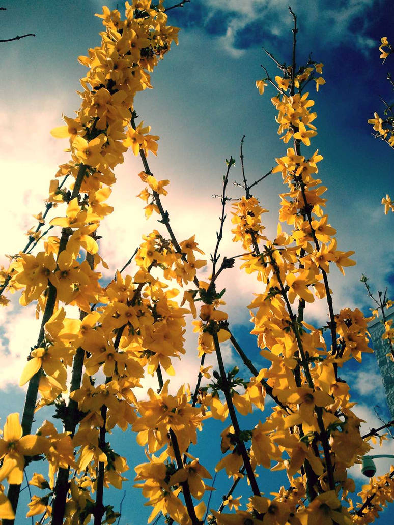 forsythia