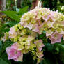 Hortensia