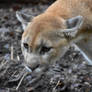 Puma of Louisville Zoo