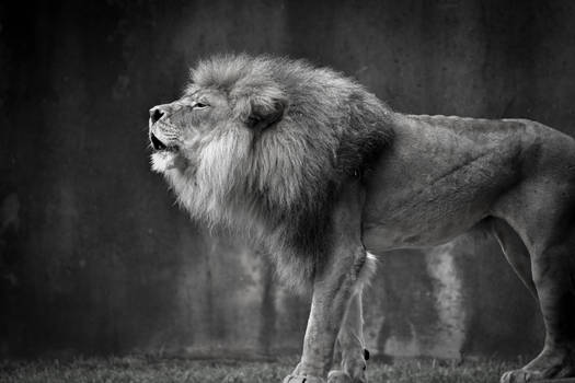 Roaring Lion