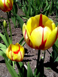 Tulips