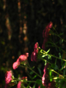 jardin a giverny