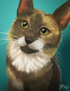 Cat portrait