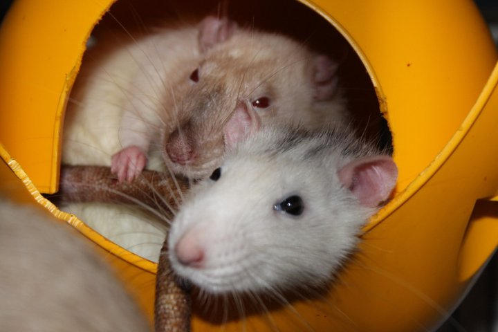 Riley and Milo in the sputnik by sayj74 on DeviantArt