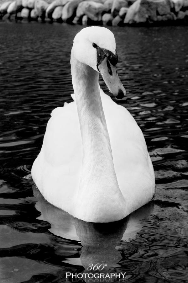 Swan