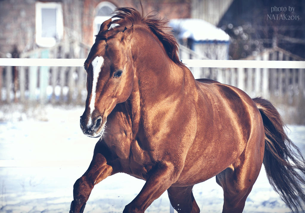 Почему именно конь. Лошадь бежит. Будённовская лошадь. Европейская лошадь. Красивые картинки в серожёлтых тонах кони.