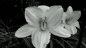 Day lily