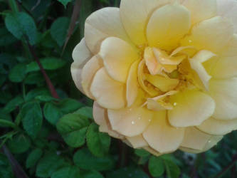 Yellow rose