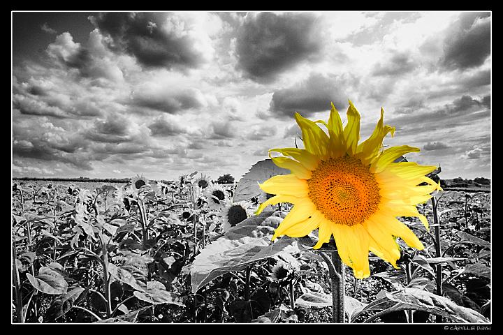 Tournesol