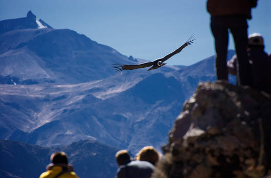 Condor Approaching