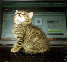 little cats love Deviantart