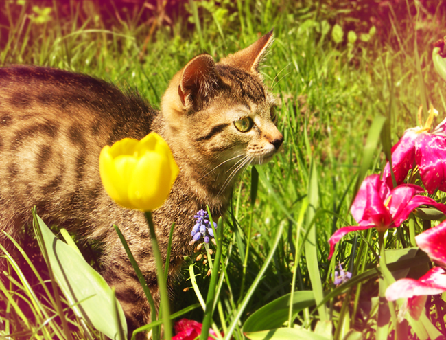 cat in wonderland.