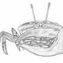 Fiddler crab (Uca vocans)