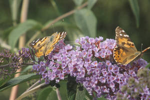 Painted lady butterflies on buddleia